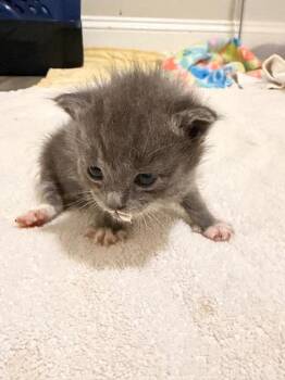 Domestic Medium Hair Cats Available for Adoption in Newnan, Georgia - *Caterpillar | PetCurious