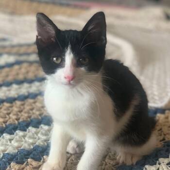 Libby -  Domestic Short Hair Cat for Adoption in Mantua Township, New Jersey - Libby | PetCurious