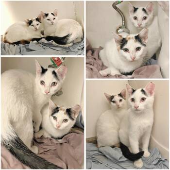 Rescue Domestic Short Hair Cats for Adoption in Sedalia, Missouri - Two Loving Kitties Need A New Home… | PetCurious