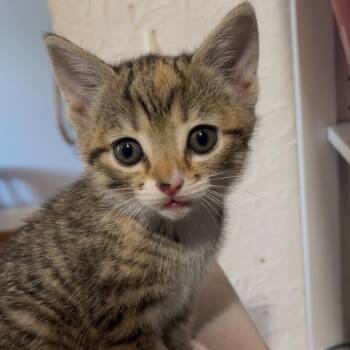 Domestic Short Hair Cats Available for Adoption in La Grange, Kentucky - Amber | PetCurious