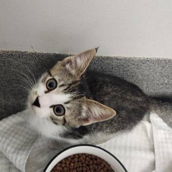 Oboe -  Domestic Short Hair Cat for Adoption in Brockton, Massachusetts - Oboe | PetCurious