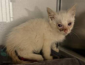 Kitten 1 -  Domestic Short Hair Cat for Adoption in Gastonia, North Carolina - Kitten 1 | PetCurious