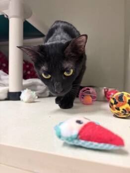 Perdita -  Domestic Short Hair Cat for Adoption in Fort Collins, Colorado - Perdita | PetCurious