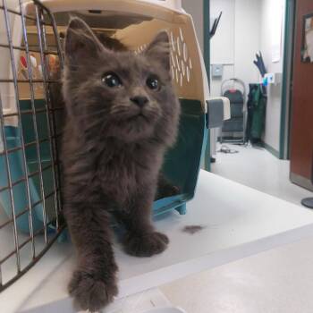 Berny -  Domestic Medium Hair Cat for Adoption in Indianapolis, Indiana - Berny | PetCurious