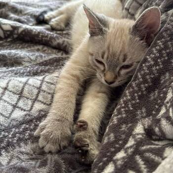 Siamese Cats Available for Adoption - Chip | PetCurious