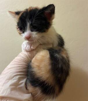 Domestic Short Hair Cats Available for Adoption in Riverside, California - MARTELL | PetCurious