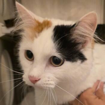 Frida -  Domestic Long Hair Cat for Adoption in Council Bluffs, Iowa - Frida | PetCurious