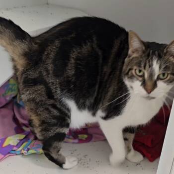 Rescue Domestic Short Hair Cats for Adoption in Jasper, Indiana - Carter | PetCurious