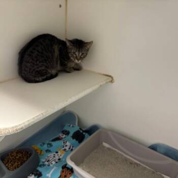Domestic Short Hair Cats Available for Adoption in Saint Joseph, Missouri - Pancake | PetCurious