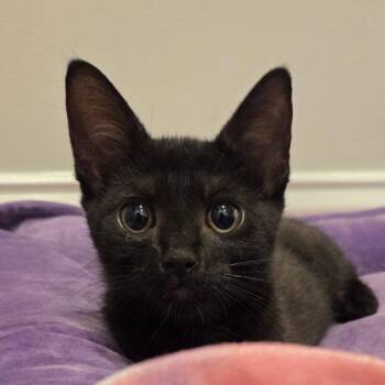 Ghost -  Bombay and Domestic Short Hair Cat for Adoption in Knoxville, Tennessee - Ghost | PetCurious