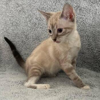Hero -  Siamese and Domestic Short Hair Cat for Adoption in Winchester, Virginia - Hero | PetCurious