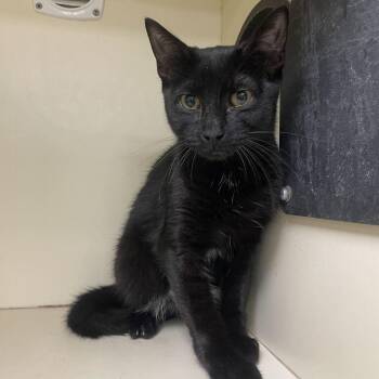 Dante -  Domestic Short Hair Cat for Adoption in Wilmington, Delaware - Dante | PetCurious