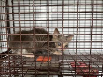 Domestic Short Hair Cats Available for Adoption in Houston, Texas - A655786 | PetCurious