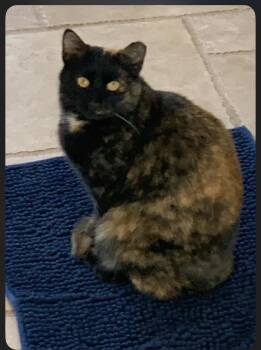 Tortoiseshell and Domestic Short Hair Cats Available for Adoption in Zimmerman, Minnesota - Beauty | PetCurious