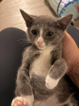 Ethan -  Domestic Short Hair Cat for Adoption in Herndon, Virginia - Ethan | PetCurious