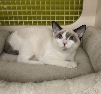 Elrod -  Snowshoe and Siamese Cat for Adoption - Elrod | PetCurious