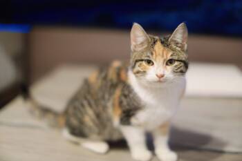 Domestic Short Hair Cats Available for Adoption - Alice Lucky | PetCurious