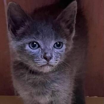 Millie -  Domestic Short Hair Cat for Adoption in Concord, North Carolina - Millie | PetCurious