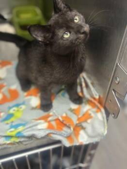 Taloose -  Domestic Medium Hair Cat for Adoption in Georgetown, South Carolina - Taloose | PetCurious