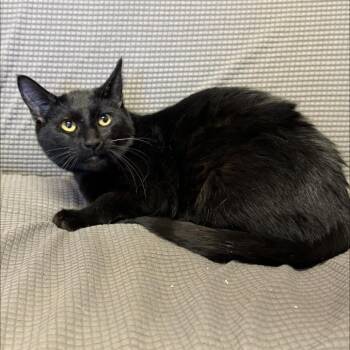 Domestic Short Hair Cats Available for Adoption - Chlorahex *Meet Me At Richfield Petsmart* | PetCurious