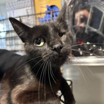 IVHS-Stray-139588 -  Domestic Short Hair Cat for Adoption in San Gabriel, California - IVHS-Stray-139588 | PetCurious