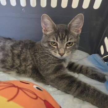 Ophelia -  Domestic Short Hair Cat for Adoption in Rock Falls, Illinois - Ophelia | PetCurious
