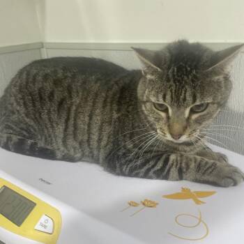 Domestic Short Hair Cats Available for Adoption - Moxie | PetCurious