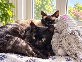 Staven / Snowball -  Domestic Short Hair Cat for Adoption in Sebastian, Florida - Staven / Snowball | PetCurious