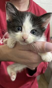 Rescue Domestic Short Hair Cats for Adoption in Louisville, Kentucky - Pint | PetCurious