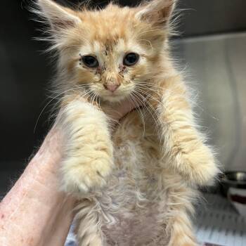 Levi -  Domestic Long Hair Cat for Adoption in Gainesville, Virginia - Levi | PetCurious