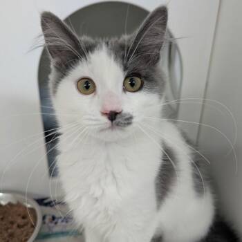 Domestic Long Hair Cats Available for Adoption - Karen | PetCurious