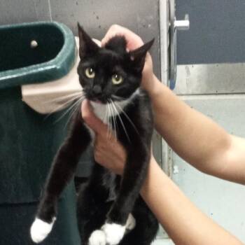 Collin Furth -  Domestic Short Hair Cat for Adoption in Spruce Pine, North Carolina - Collin Furth | PetCurious