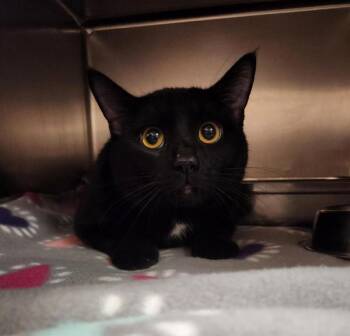 Ray -  Domestic Short Hair Cat for Adoption in Black Eagle, Montana - Ray | PetCurious