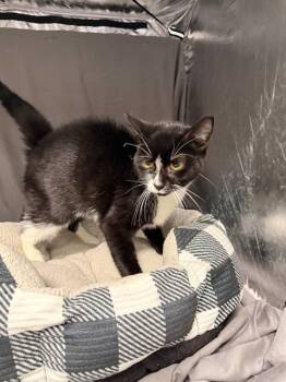 MELODY -  Domestic Short Hair Cat for Adoption in Grovetown, Georgia - MELODY | PetCurious