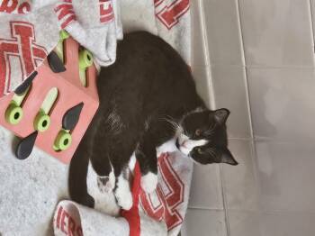 Rescue Domestic Short Hair Cats for Adoption in Bluffton, Indiana - Oreo | PetCurious