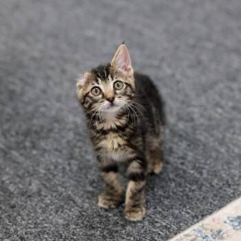 Vinny -  Tabby and Domestic Short Hair Cat for Adoption in Morgan Hill, California - Vinny | PetCurious