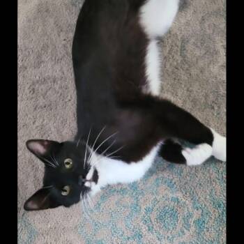 Mr. Muffin Man -  Domestic Short Hair Cat for Adoption in Yorktown, Indiana - Mr. Muffin Man | PetCurious