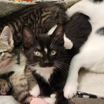 Socket -  Tuxedo and Domestic Short Hair Cat for Adoption in Lombard, Illinois - Socket | PetCurious