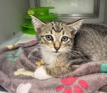 Domestic Short Hair Cats Available for Adoption in Hudson, New Hampshire - Omakai | PetCurious
