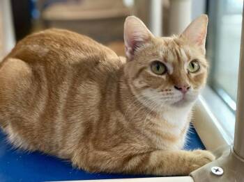 Matinee -  Domestic Short Hair Cat for Adoption in Austin, Texas - Matinee | PetCurious