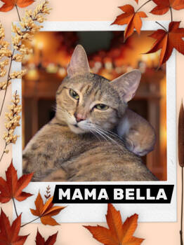 Rescue Domestic Short Hair Cats for Adoption in Telford, Pennsylvania - Bella (Lehigh Litter) | PetCurious