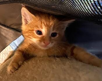 Rescue Tabby Cats for Adoption in Ypsilanti, Michigan - Maple | PetCurious