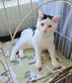 Oreo -  Domestic Short Hair Cat for Adoption in Mokena, Illinois - Oreo | PetCurious