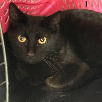 Domestic Short Hair Cats Available for Adoption in Salt Lake City, Utah - Chicago | PetCurious