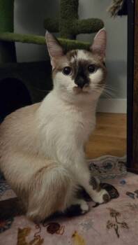 Apple -  Siamese Cat for Adoption in Yorktown, Indiana - Apple | PetCurious