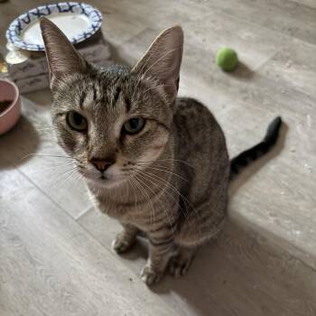 Cambridge -  Domestic Short Hair Cat for Adoption in Toledo, Ohio - Cambridge | PetCurious