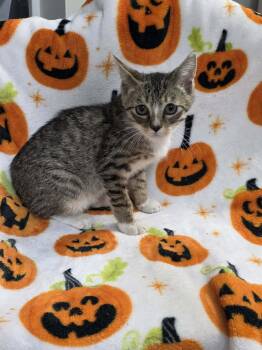 Blaze -  Domestic Short Hair Cat for Adoption in Fulton, New York - Blaze | PetCurious