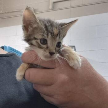 May -  Domestic Short Hair Cat for Adoption in Ardmore, Oklahoma - May | PetCurious