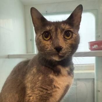Domestic Short Hair Cats Available for Adoption in Branford, Connecticut - Chicklet | PetCurious