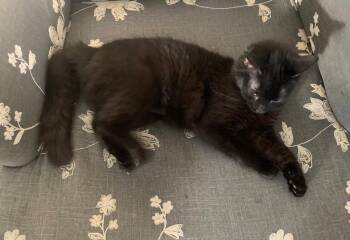 Domestic Long Hair Cats Available for Adoption - Riley | PetCurious